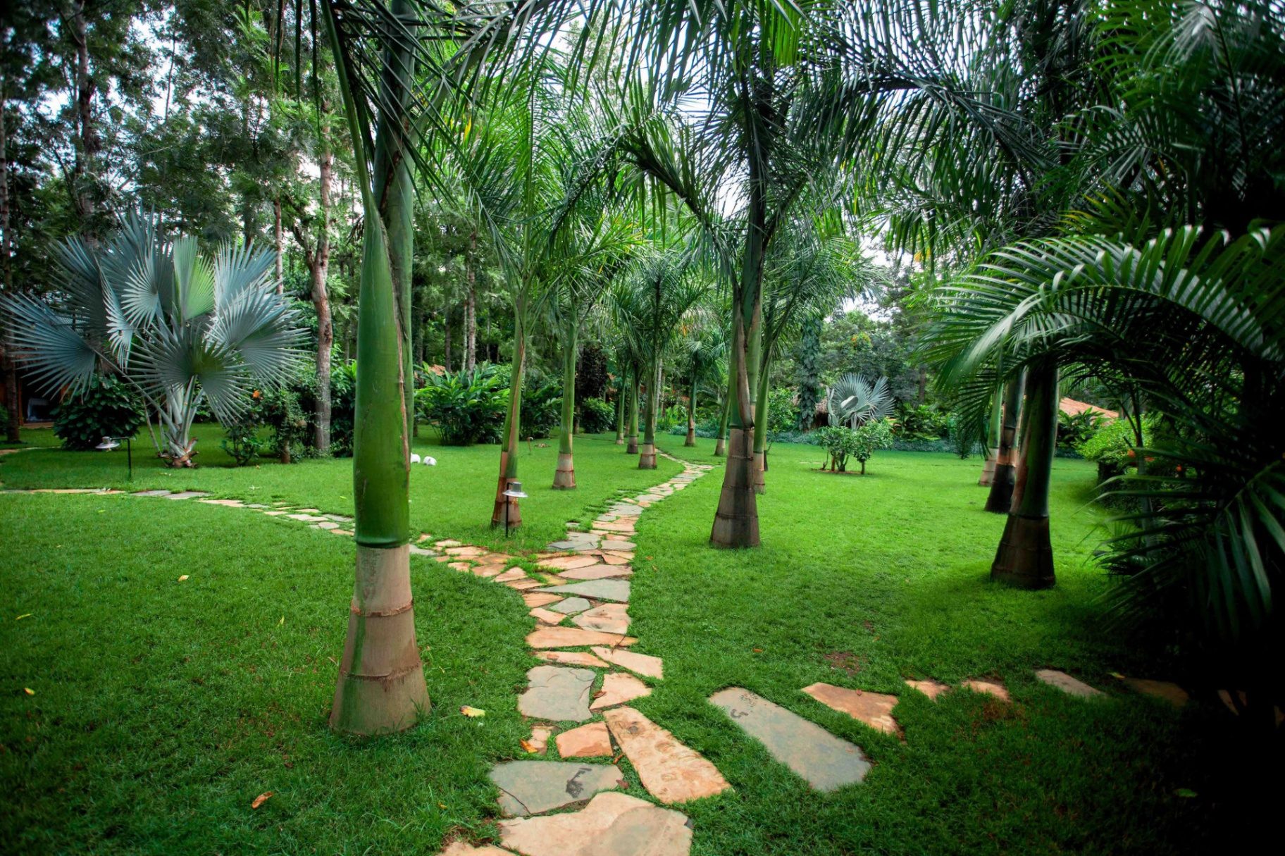Stone pathway winding through tall palm trees in the tropical garden at Mtoni River Lodge